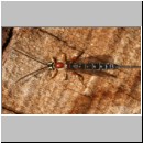 Perithous speculator - Schlupfwespe 01b 10mm.jpg